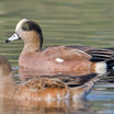American Wigeon